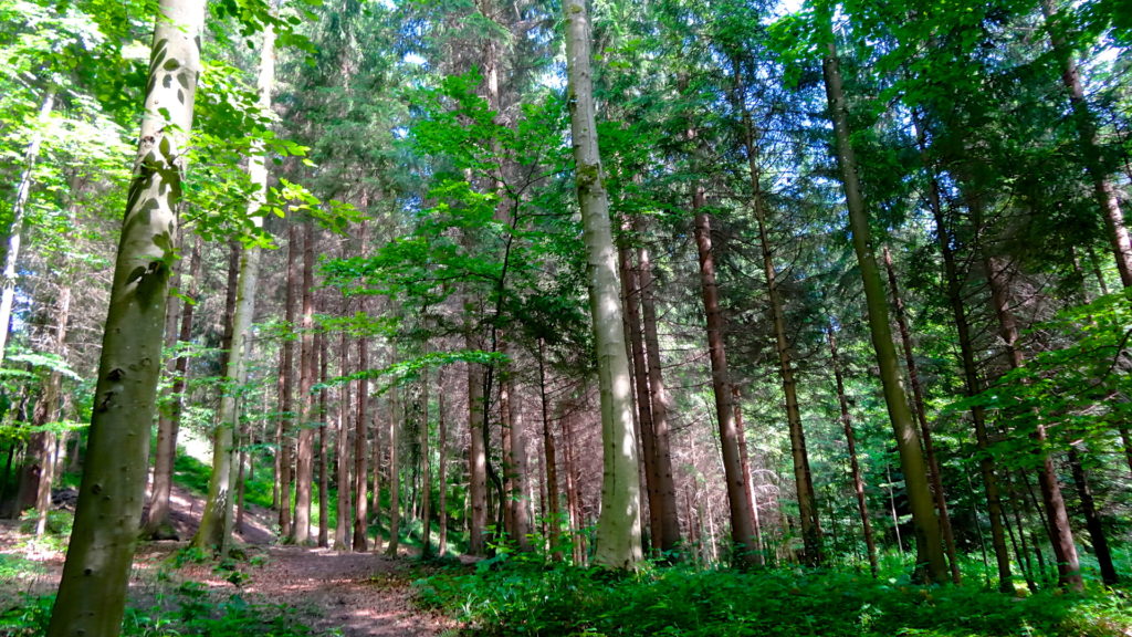 Where the Wild Bots Are: The Rise & Rise of Ad Fraud