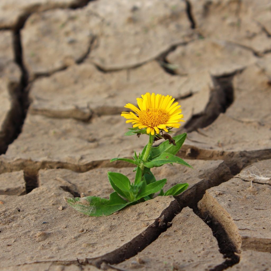 How We 20 Percenters Survive the Duopoly