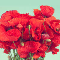 Growing a Strong Digital Presence: Q&A with Bloom & Wild CEO