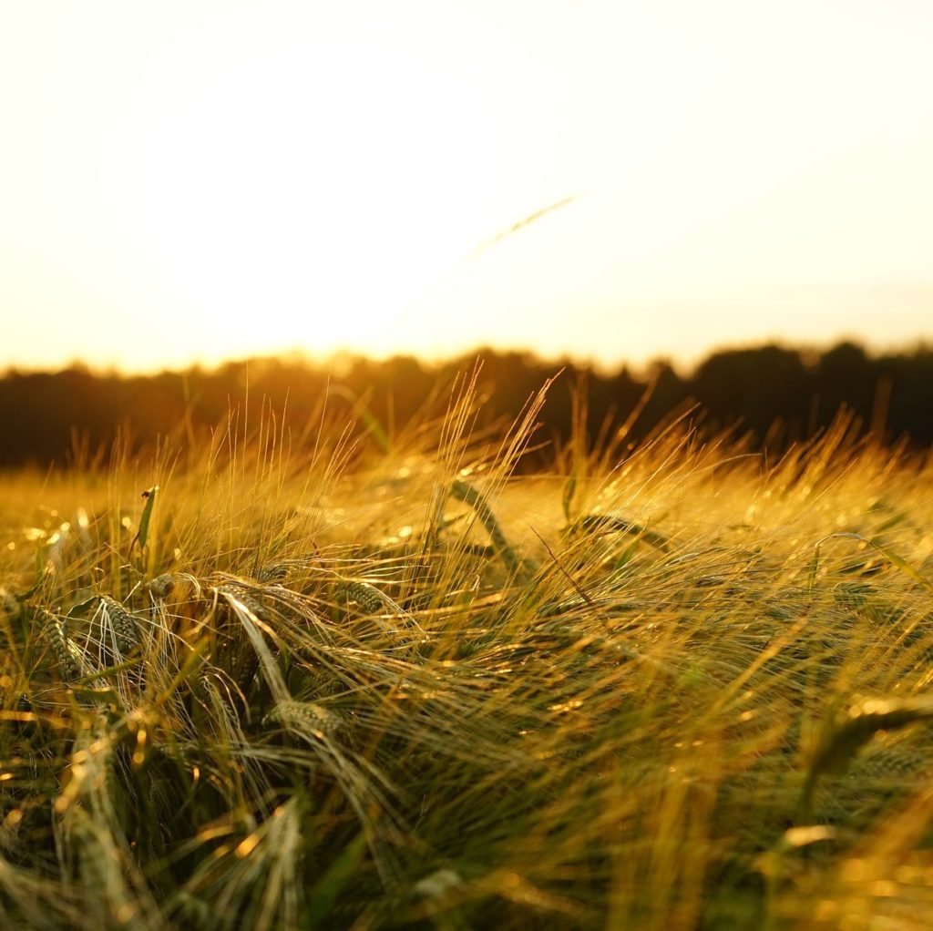 Yield Management in a First-Price Auction World Barley