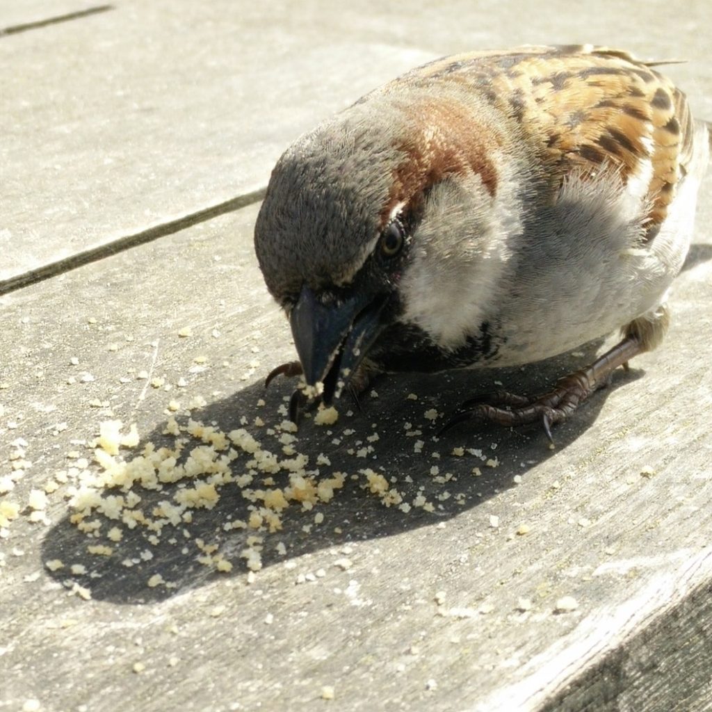 As Cookies Crumble, People-Based Marketing Puts Audiences Front and Centre Bird Crumbs