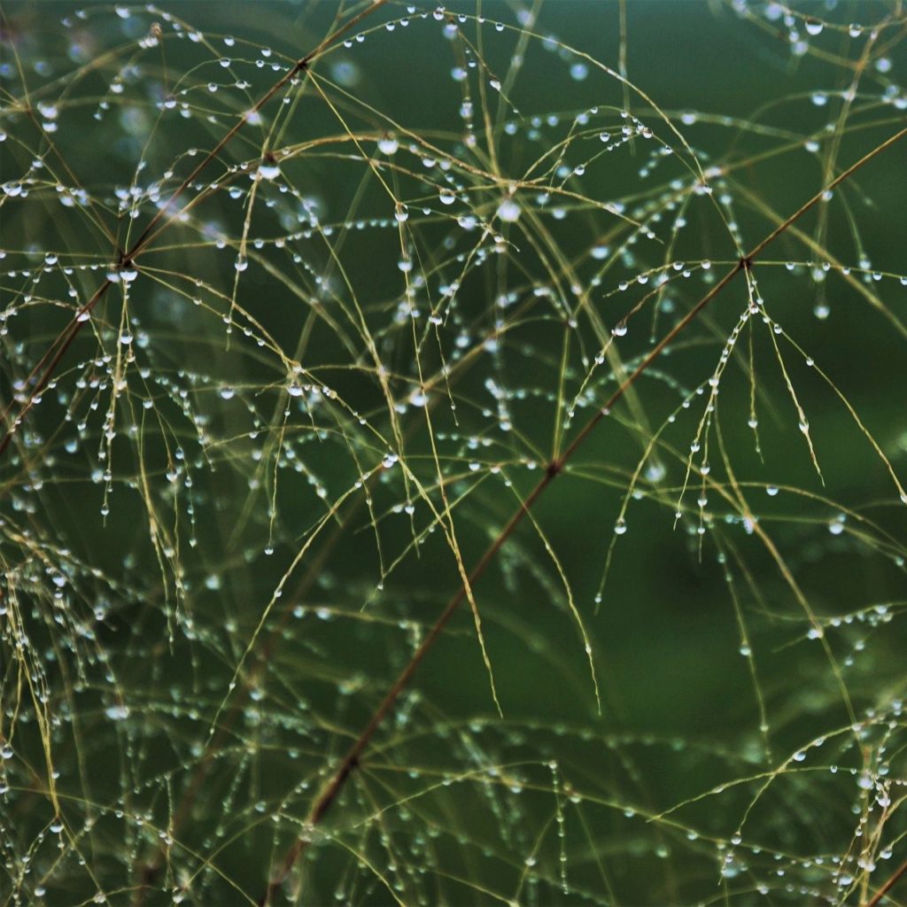 Predictions 2020: Transparency Grass