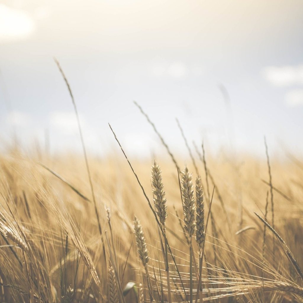 AA/WARC Expenditure Report Q3 2019: 25th Consecutive Quarter of Growth Wheat