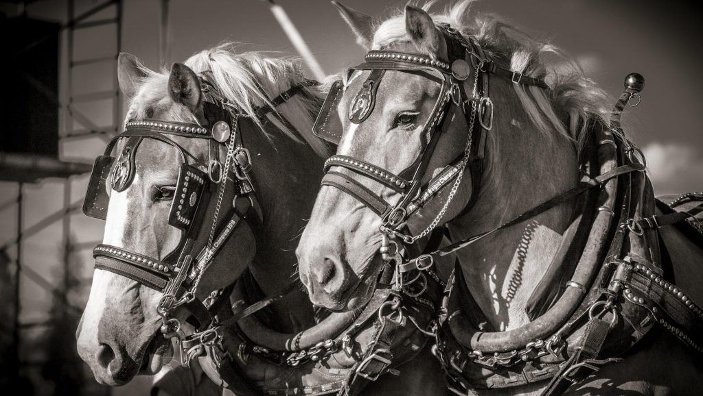 Harnessing the Power of Retail Media Horse